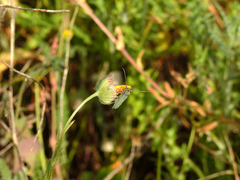 Phytoecia caerulescens