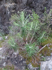 Ptilostemon chamaepeuce cyprius