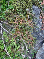 Selaginella denticulata