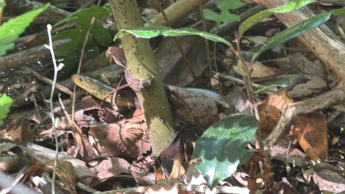 Eastern Glass Lizard observed by luke_cathey