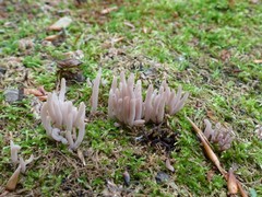 Alloclavaria purpurea