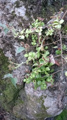 Sedum rhodocarpum