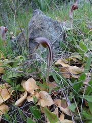 Arisarum vulgare vulgare