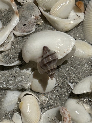 Urosalpinx perrugata, 2026-01-17