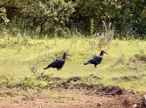 Southern Ground Hornbill