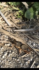 Gryllotalpa septemdecimchromosomica