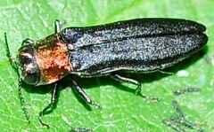 Agrilus ruficollis