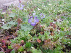 Viola bicolor