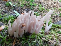 Alloclavaria purpurea