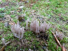 Alloclavaria purpurea