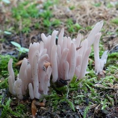 Alloclavaria purpurea
