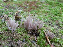 Alloclavaria purpurea