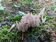 Alloclavaria purpurea