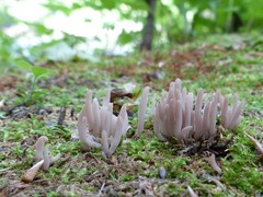 Alloclavaria purpurea