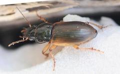Anisodactylus sanctaecrucis