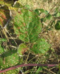Sphaerulina westendorpii