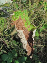 Sphaerulina westendorpii