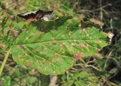 Sphaerulina westendorpii