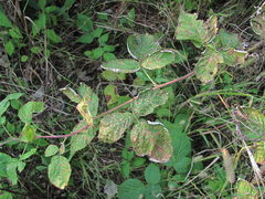 Sphaerulina westendorpii