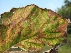 Sphaerulina westendorpii