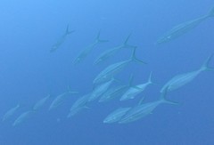 Elagatis bipinnulata