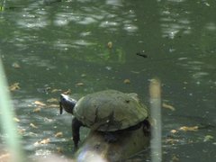 Kinosternon sonoriense