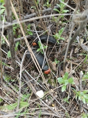 Trichomeloe sericellus