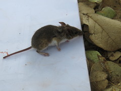 Mus minutoides
