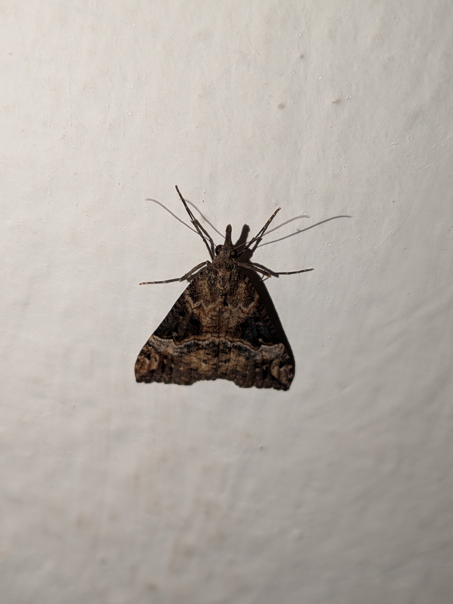 Hypena obsitalis