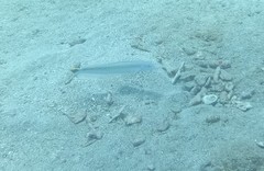 Malacanthus plumieri