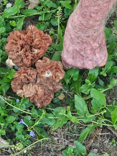 Big Red
