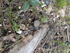 Pachyscelis rotundata