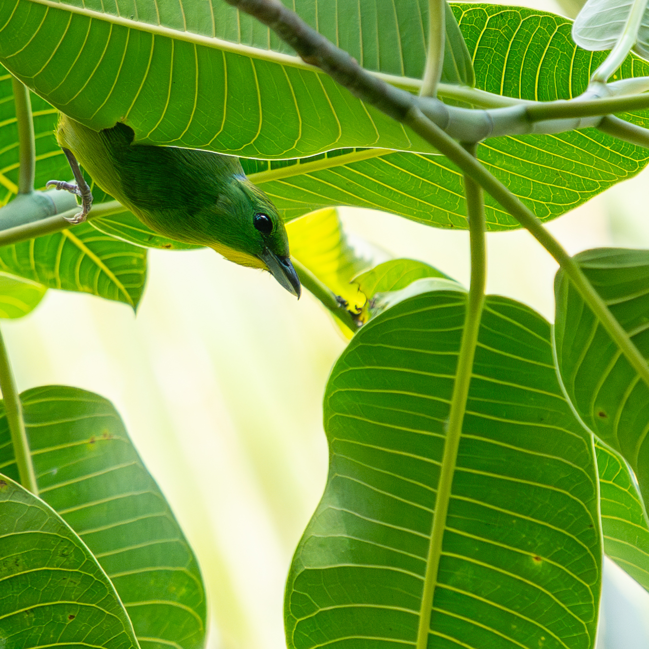 Green Shrike-Vireo (Vireolanius pulchellus), photo 5