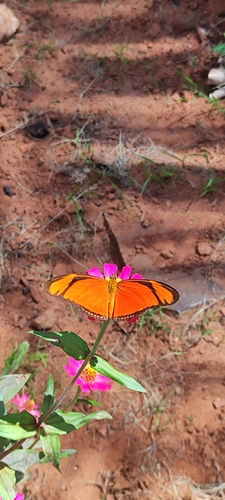 Dryas iulia alcionea