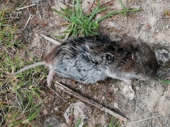 Microtus lusitanicus