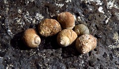 Tectarius striatus