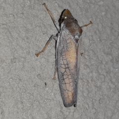 Diestostemma biolleyi