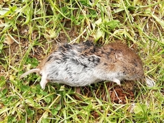 Microtus lusitanicus