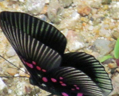Lyropteryx lyra