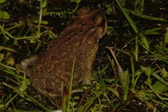 Duttaphrynus melanostictus