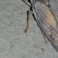 Diestostemma biolleyi