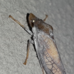 Diestostemma biolleyi