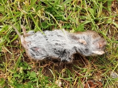 Microtus lusitanicus