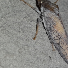 Diestostemma biolleyi