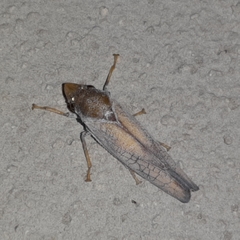 Diestostemma biolleyi