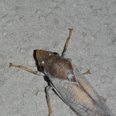 Diestostemma biolleyi