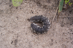 Proserpinus proserpina