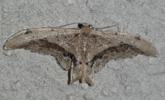 Idaea elata