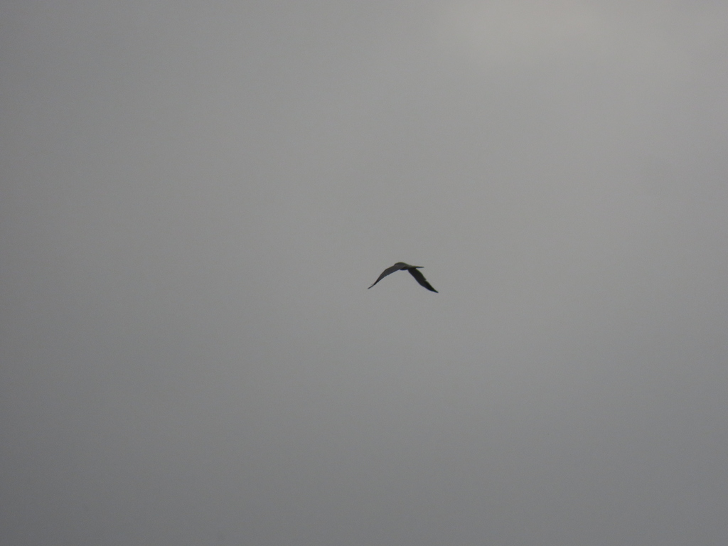 Pallid Harrier x Montagu's Harrier