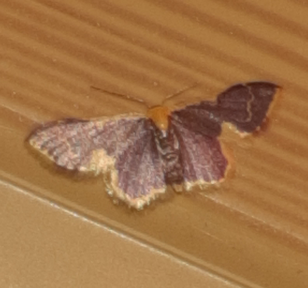Idaea gemma